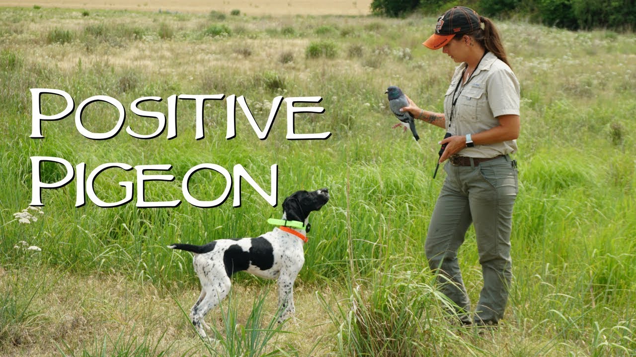 Positive Pigeons - Upland Bird Dog Training