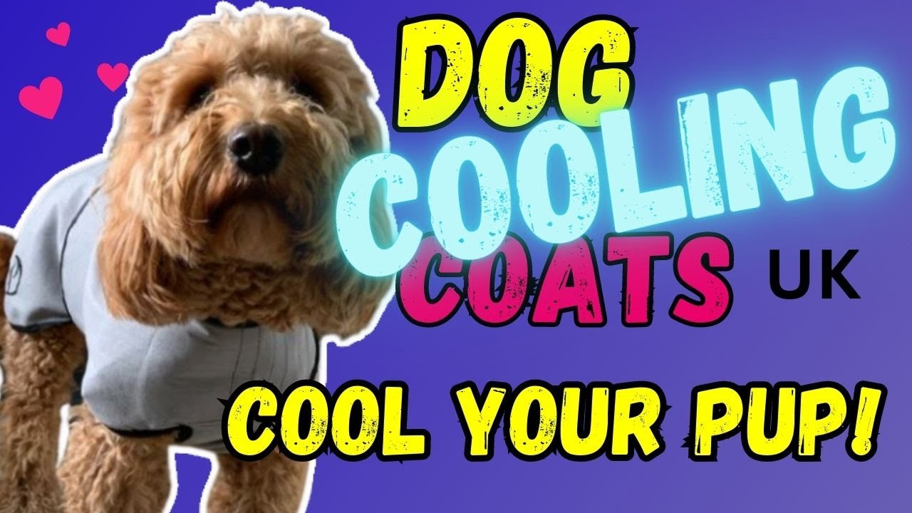 Dog Cooling Coats UK - Cool Your Pup! | Pet Devotion