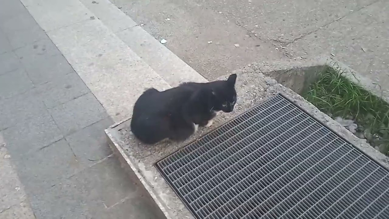 06.03.2026. / 17:20 🌄🌇 Mix cat sit on  sunset ( Mješovita mačka sjedi na zalasku sunca )