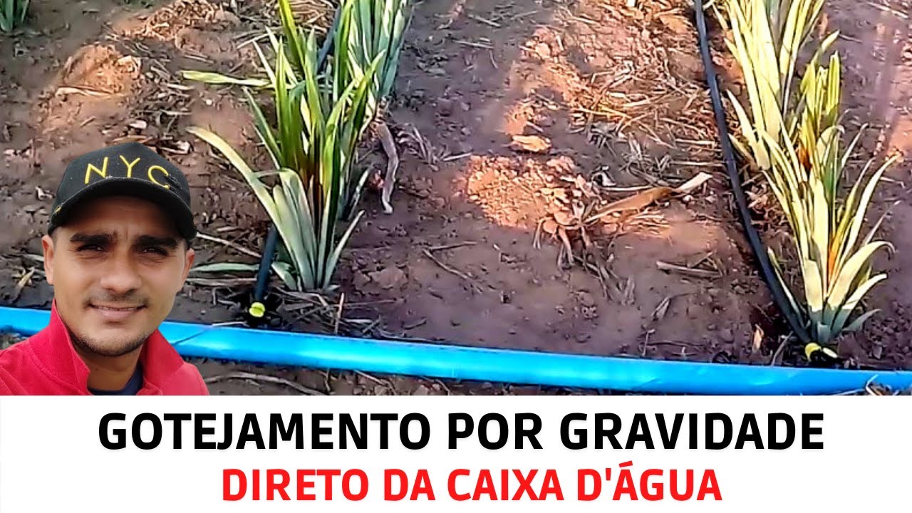IRRIGAÇÃO por GOTEJAMENTO em Abacaxi Pérola. Lago dos Rodrigues - MARANHÃO