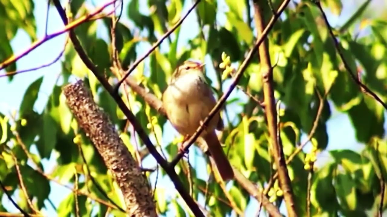 Japanese Bush Warbler | Unique Uguisu Bird Song of Spring