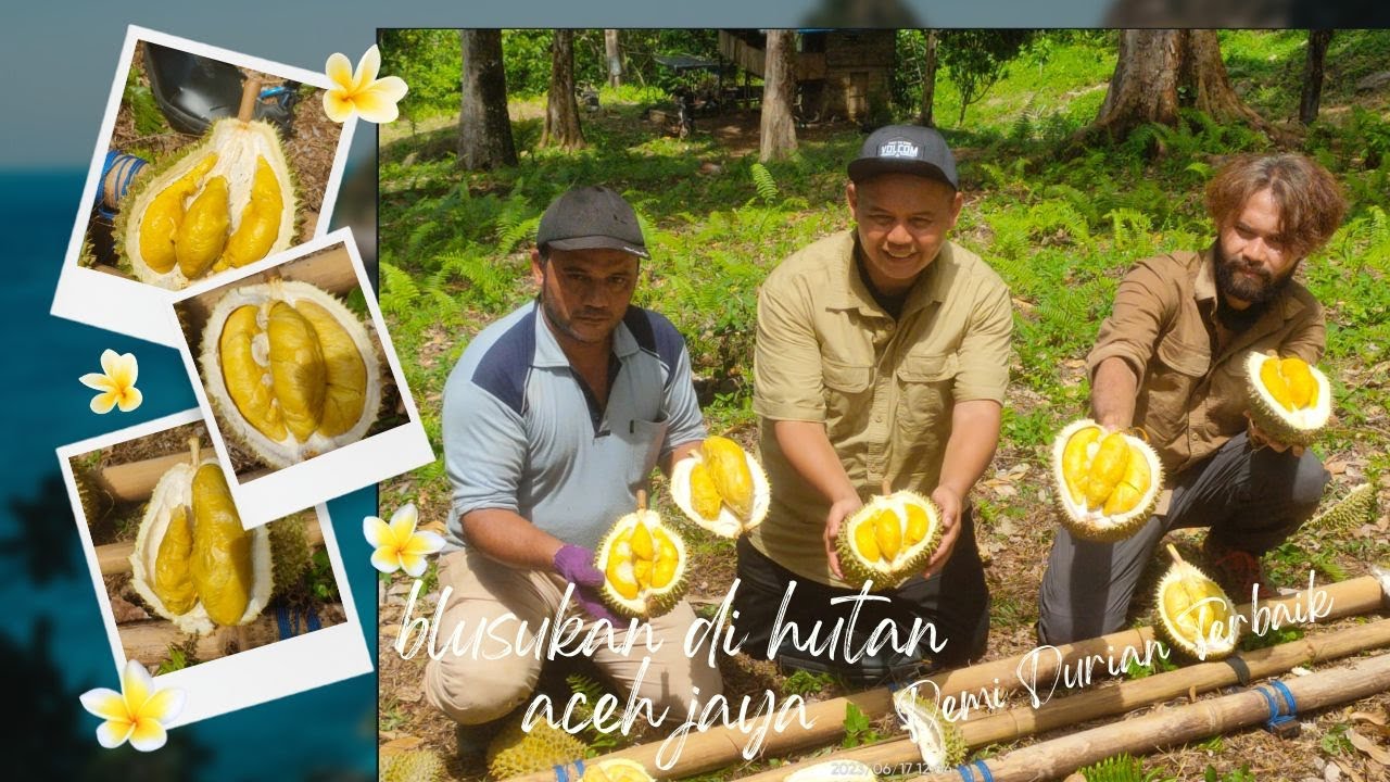 BERBURU DURIAN ACEH TERBAIK UNTUK MASA DEPAN DURIAN INDONESIA!! EKPLORASI DURIAN NUSANTARA