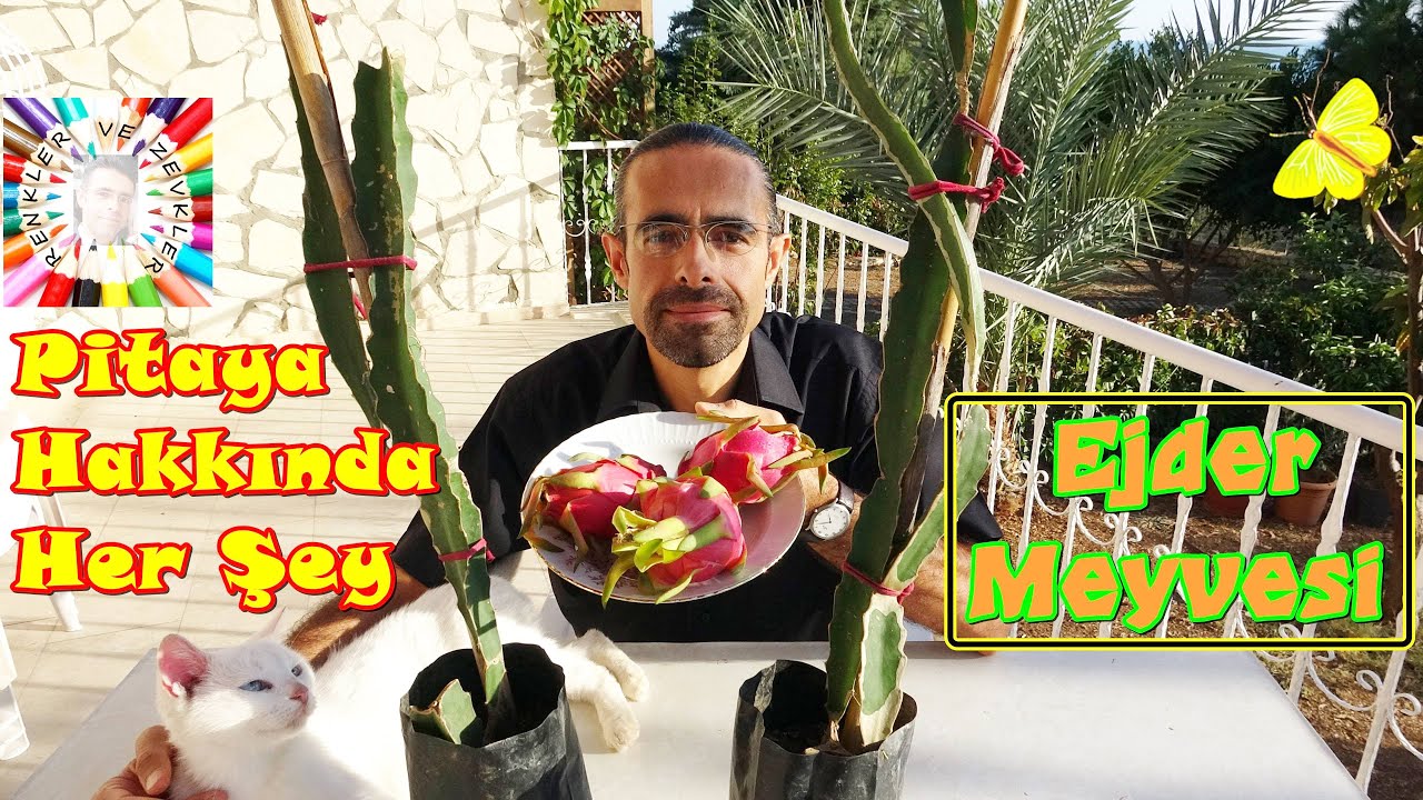 Pitaya (Ejder Meyvesi) Bitki ve Meyve Tanıtımı 😍