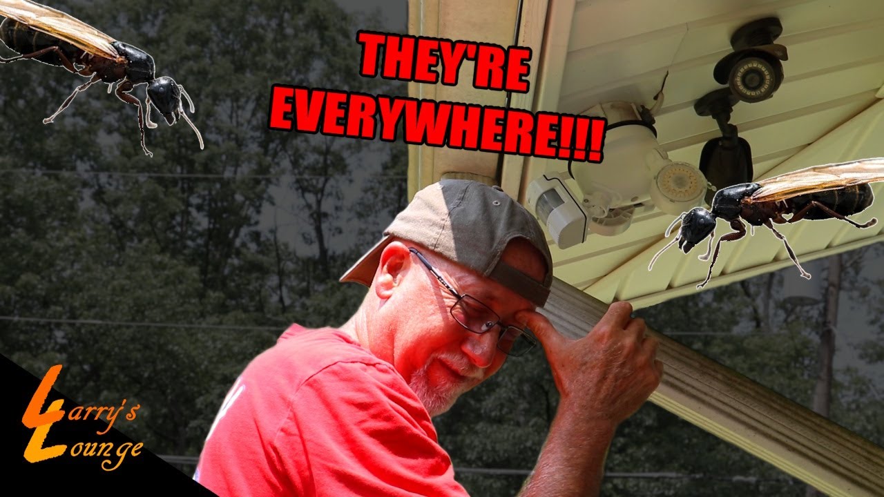 Attacked by Flying Ants!