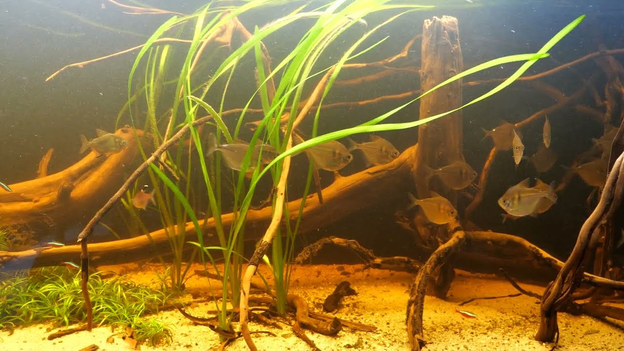 Südamerika Aquarium - Salmler   -  200 x 60 x 60     II.