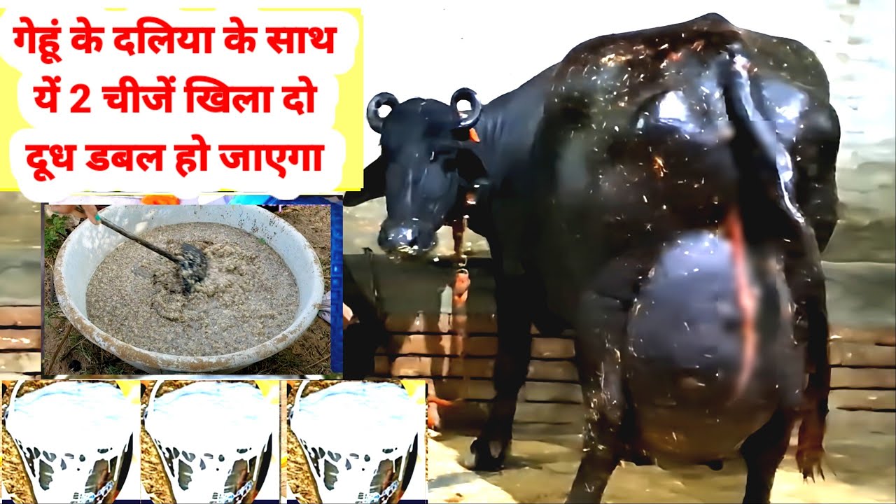 गेहूं के दलिया के साथ ये 2 चीजें खिला दो- दूध डबल हो जाएगा| Gehu ke Daliya ke sath Dudh kaise badhay