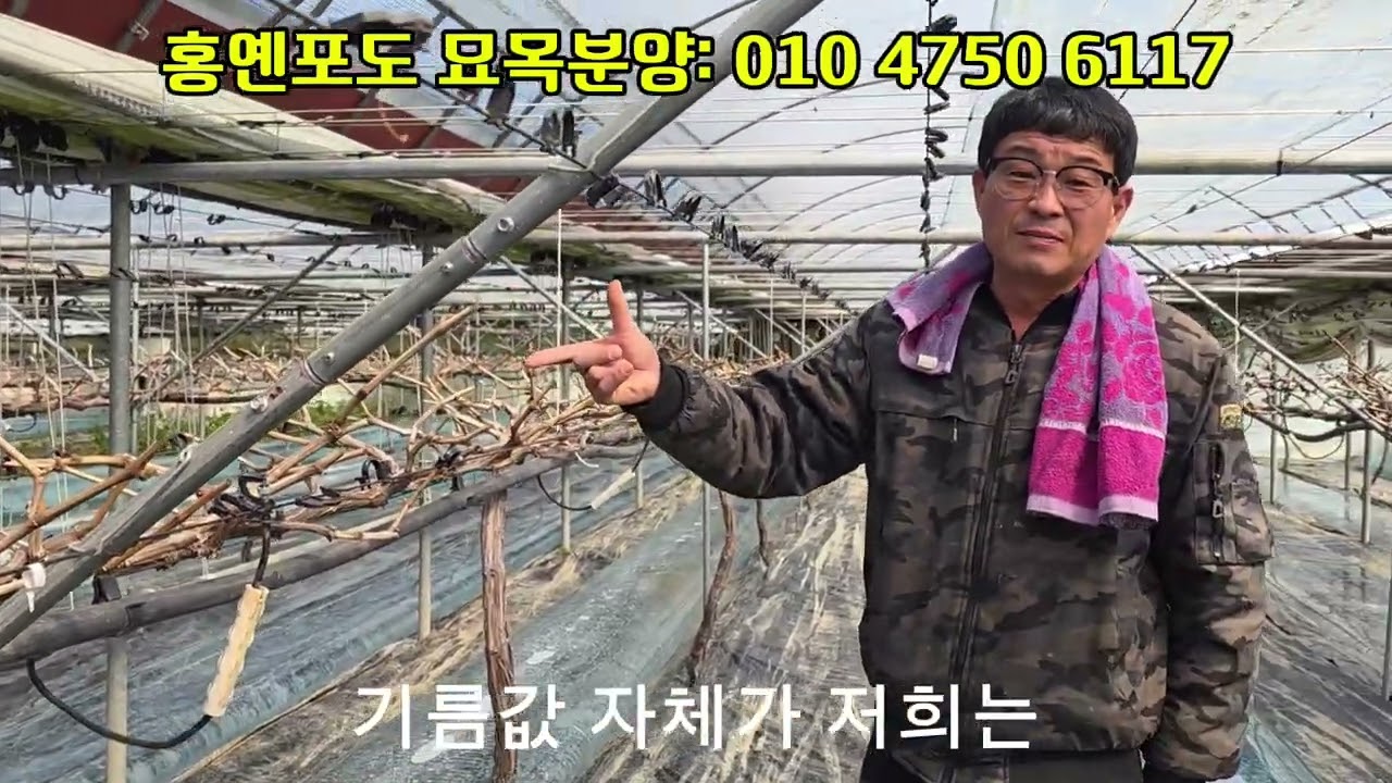 샤인머스켓 대체 품종입니다.