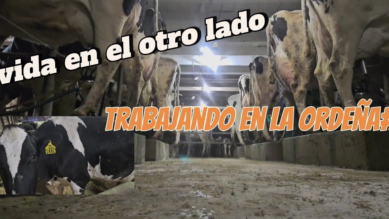 Vida en el otro lado .trabajo en la ordeña