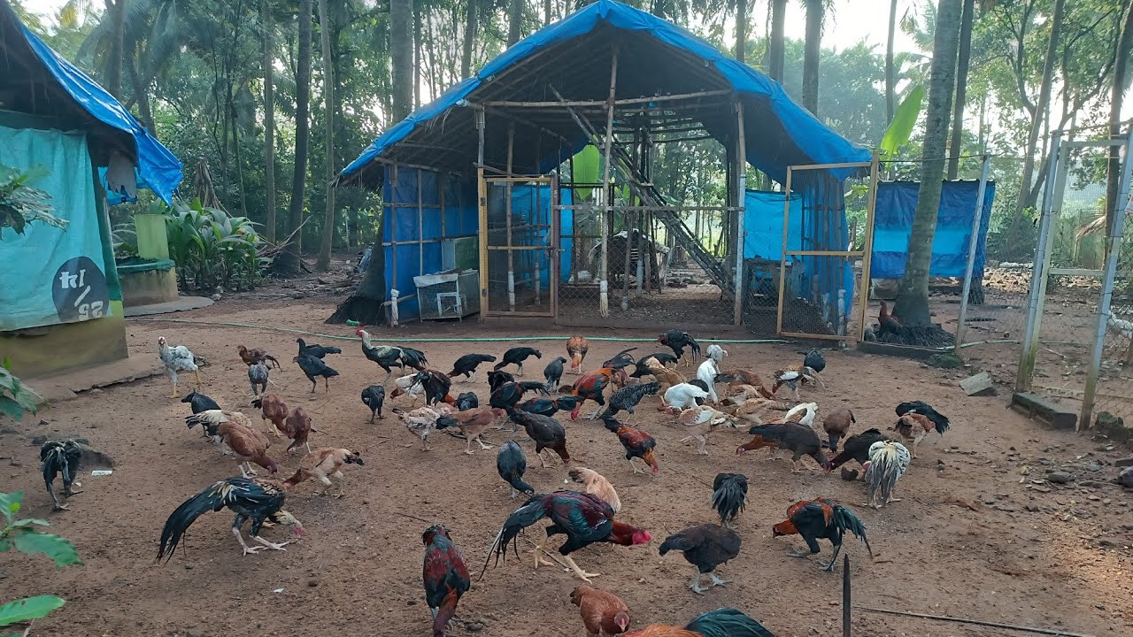 ASEEL FARM PALAKKAD - അസീൽ കോഴി ഫാം പാലക്കാട്‌ - 8129548999
