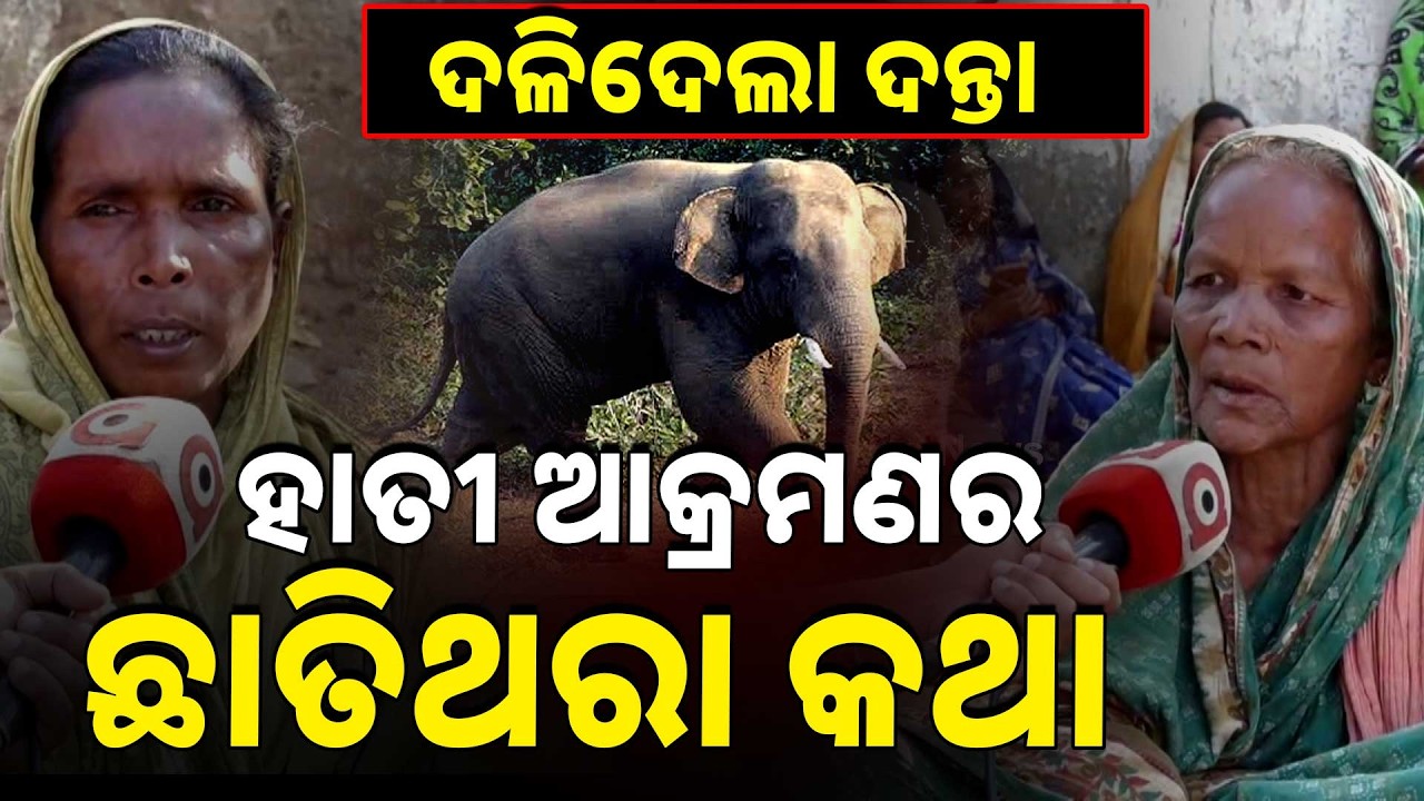 ଦଳିଦେଲା ଦନ୍ତା; ୩ ମୃତ, ୮ ଆହତ, ସାଥୀ ଦେଲେ ଛାତିଥରା ବୟାନ | Elephant Attack | Human Elephant Conflict