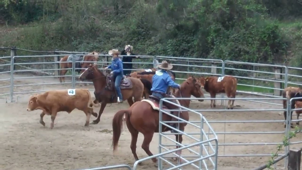 è stata la prima gara di ranch sorting a Pontassieve presso agriturismo Vallebona nel  anno 2016!