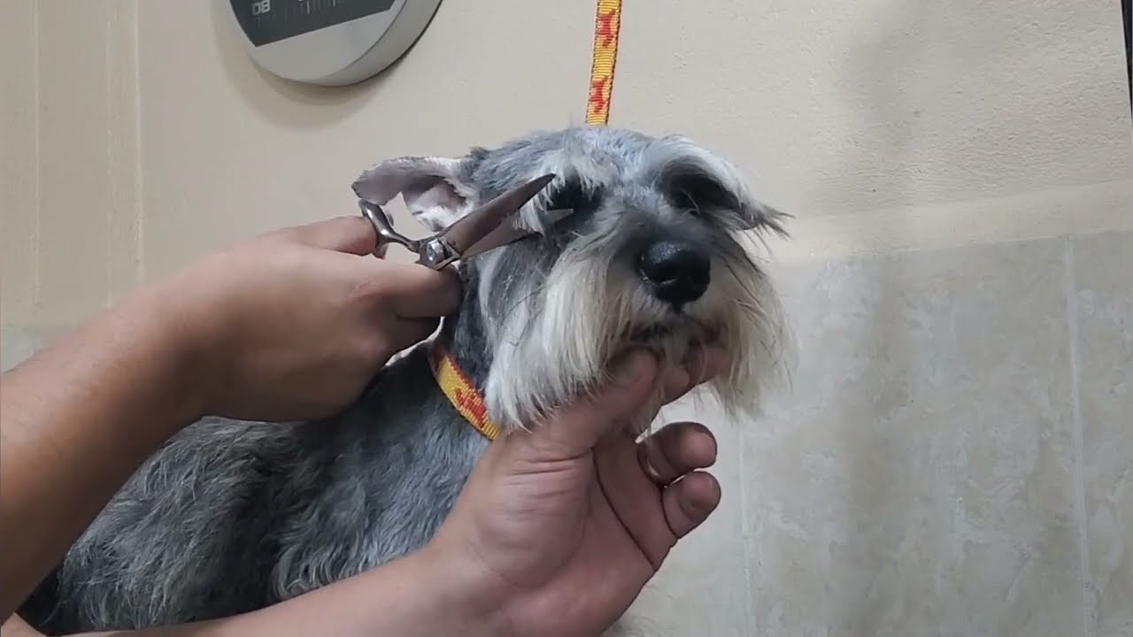 Cara de Schnauzer paso a paso  #petgrooming