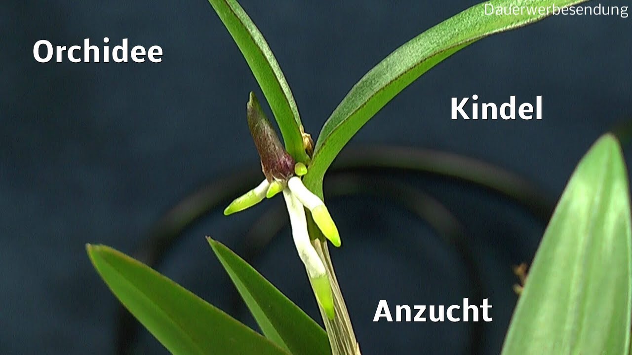 Die Welt der Orchideen Kindel teilen und Pflege der Orchidee