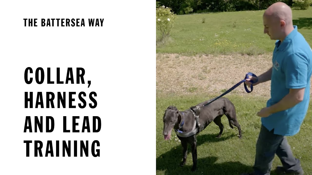 Collar, Lead and Harness Training | The Battersea Way
