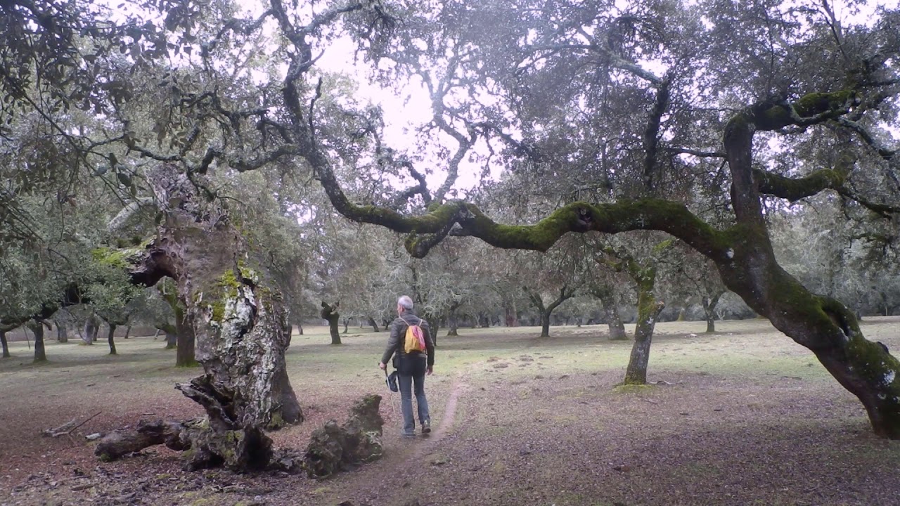 Dehesa Monte Porrino, Salvaleón (Badajoz)