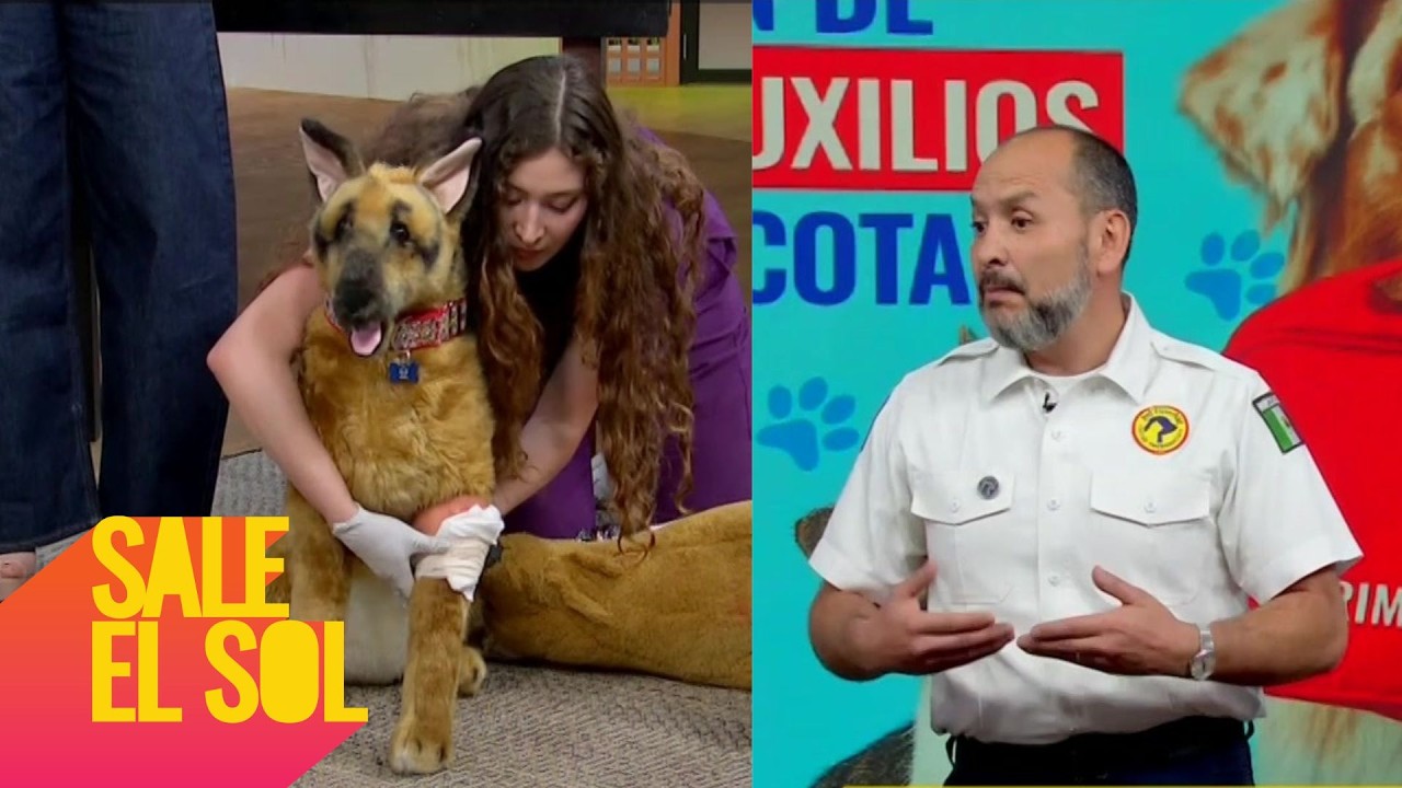 ¡Arma este BOTIQUÍN de PRIMEROS AUXILOS para tus mascotas! El paramédico, Adrián Alba nos explica.