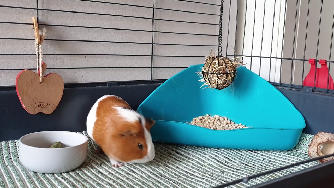 Jak nauczyć świnke morską korzystania z kuwety❤🐹