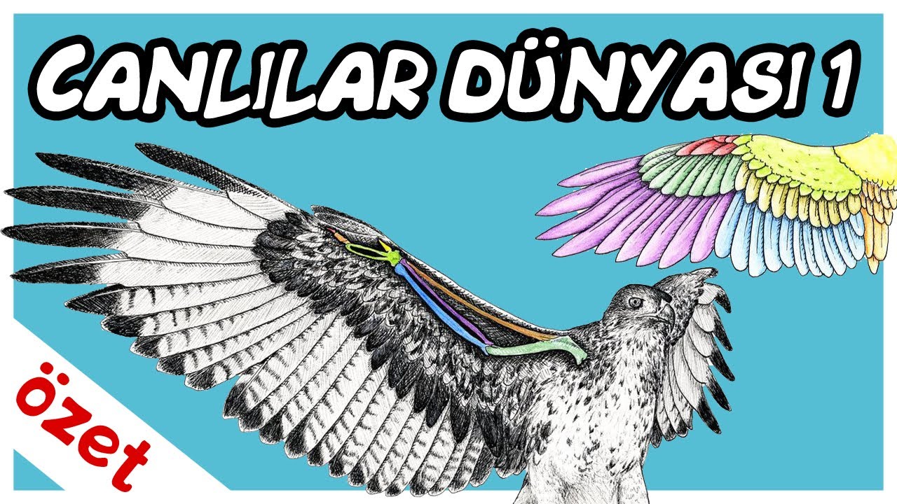 Canlılar Dünyası Özet 1 / TYT Biyoloji