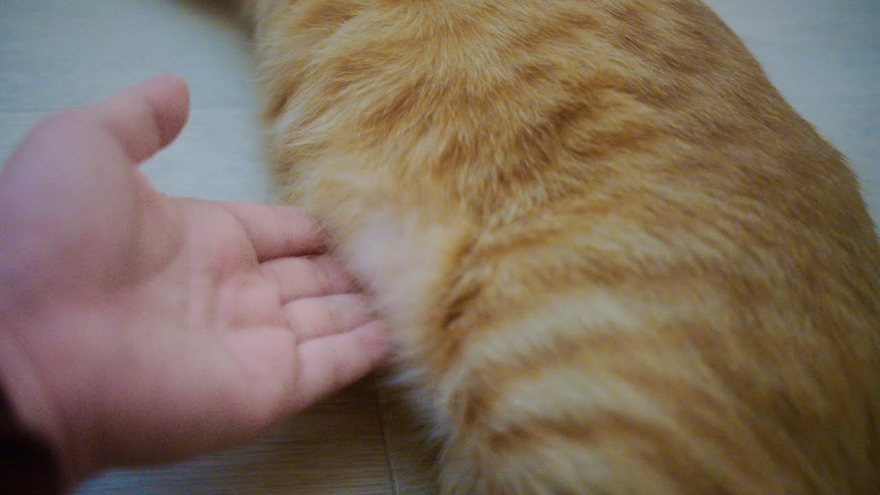 두바이쫀득냥이