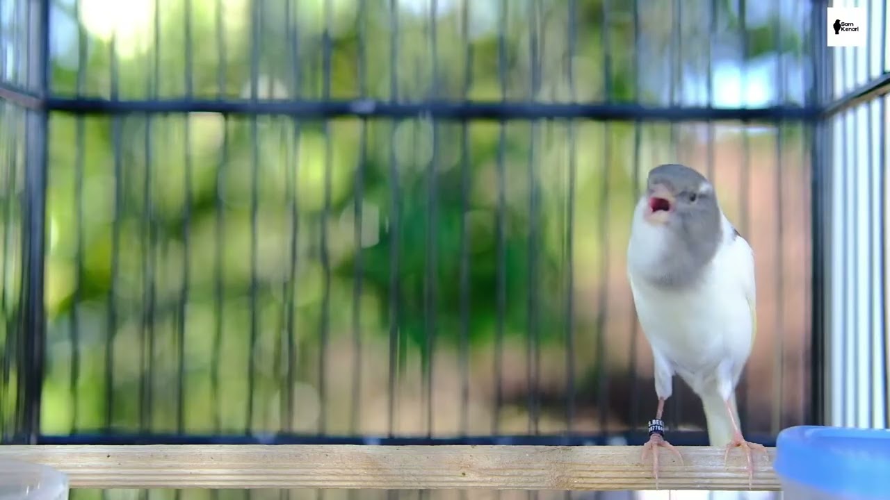 Gacor Panjang Cengkok Mewah Full Isian &mdash; Pancingan Ampuh untuk Kenari Macet & Betina Kawin