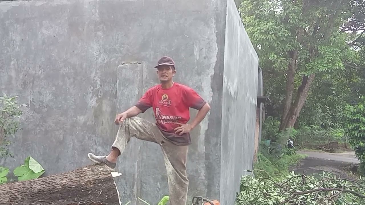 Digeruduk warga ‼️ pohon harus segera dirobohkan 