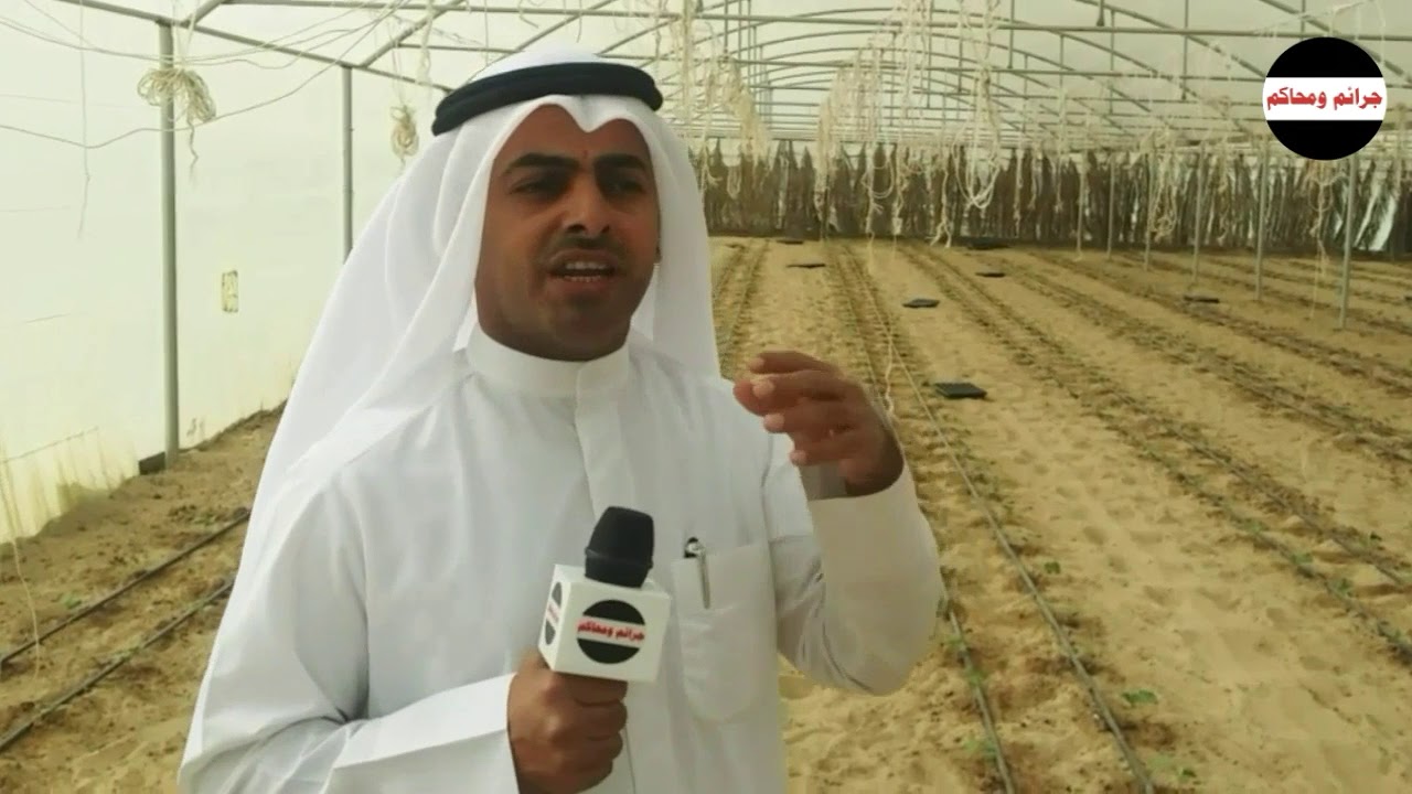 الدماك: بدأنا بتوزيع البصل الكويتي وحريصون على الأمن الغذائي
