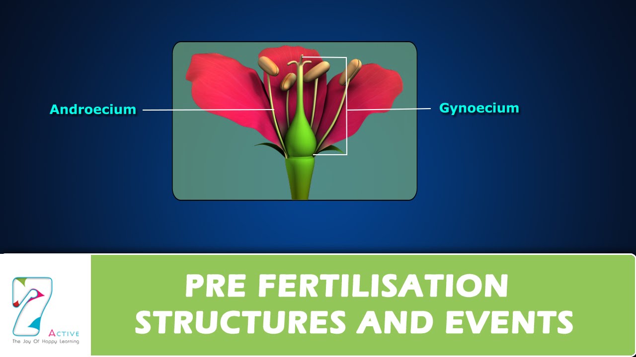 PRE FERTILISATION STRUCTURES AND EVENTS