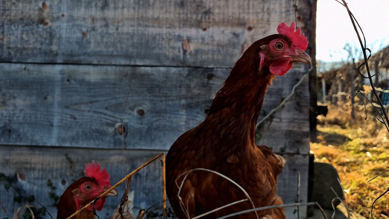 Peaceful Village Life in Serbia | Animals & Nature Sounds