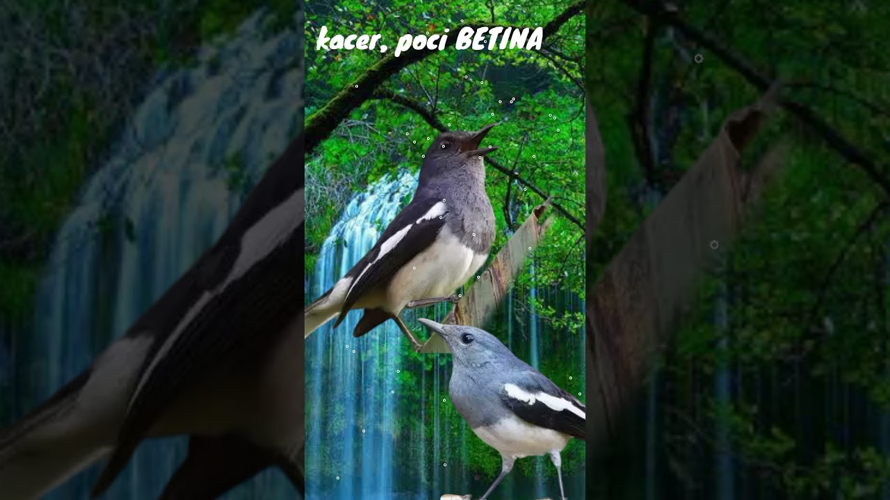 kacer BETINA cocok buat pancingan agar cepat gacor