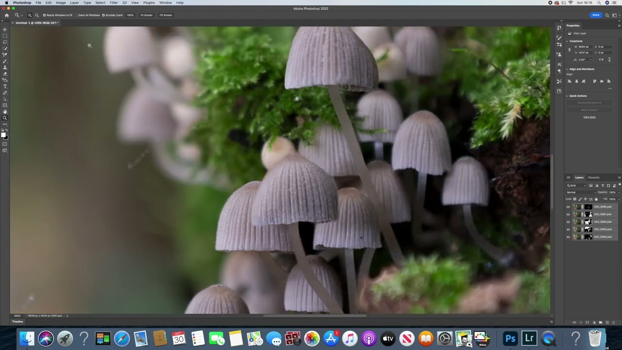 How to edit and create a stunning picture of fungi