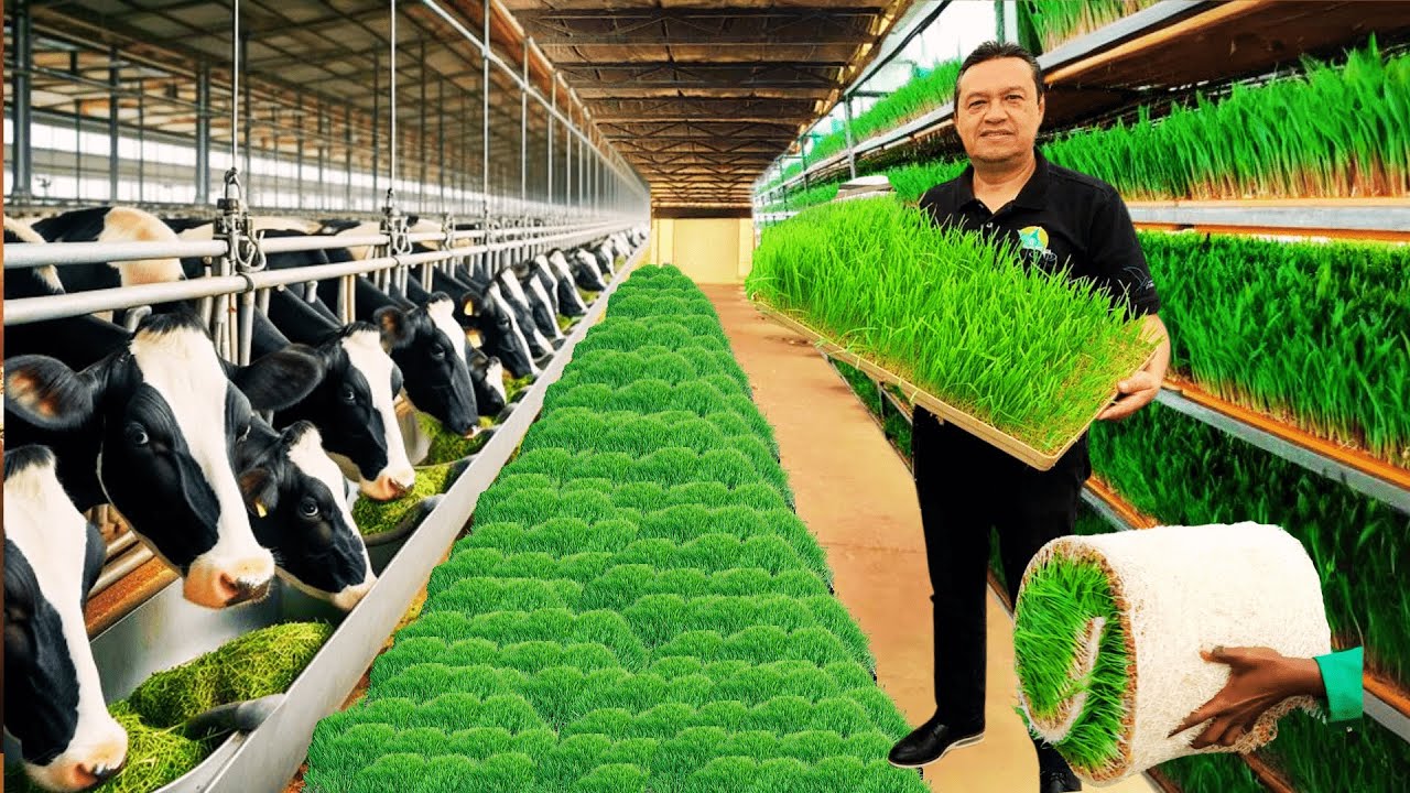 Ventajas del forraje hidropónico en la alimentación del ganado