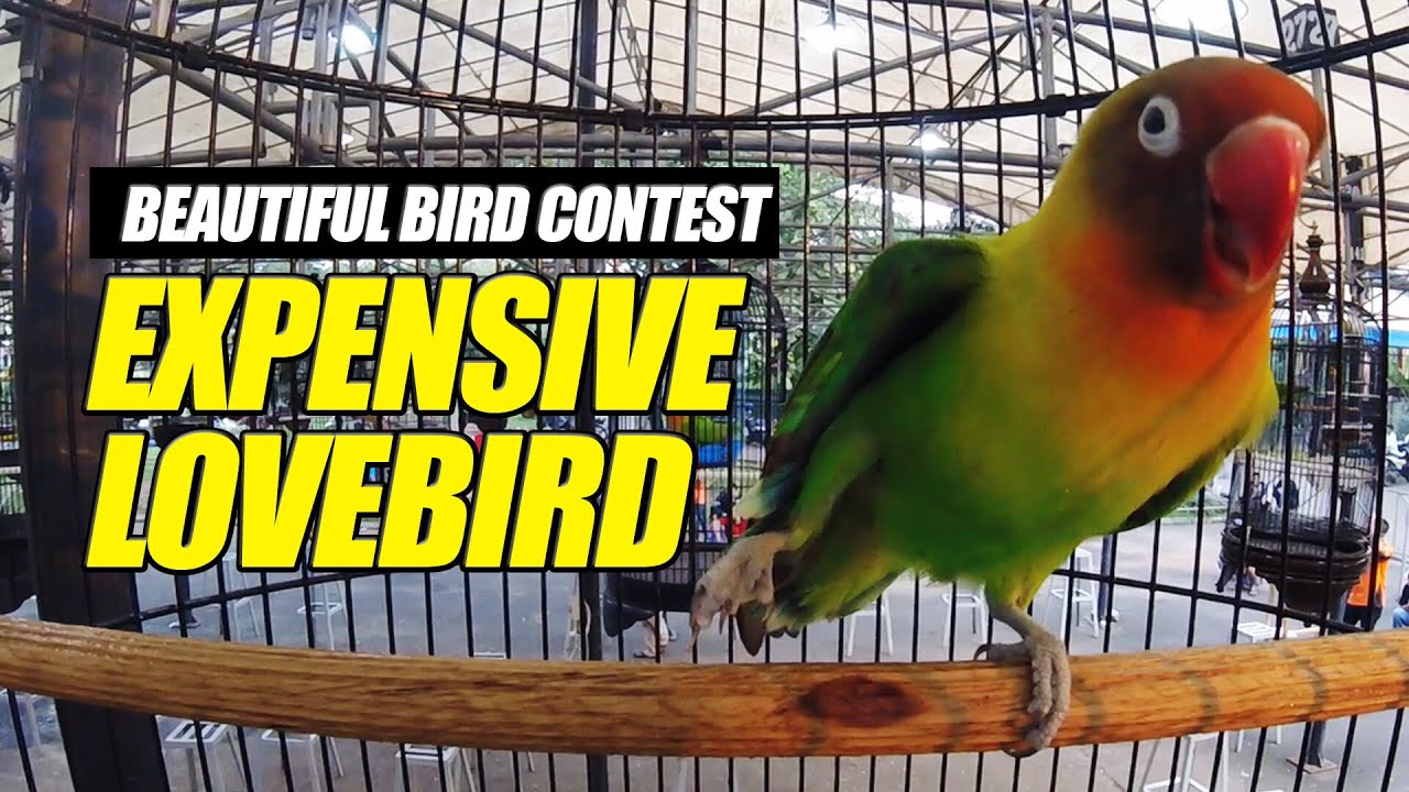 GOPRO HERO 5 : Lovebird KONSLET Atau FIGHTER Diatas GANTANGAN Nih?