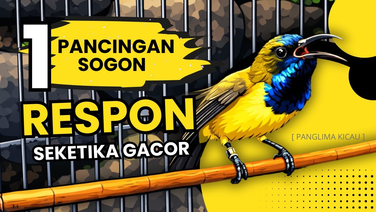Auto Nyamber! Pancingan Sogon Super Cepat Bikin Gacor Maksimal! #pancingansogon #sogonngobra #sogon 