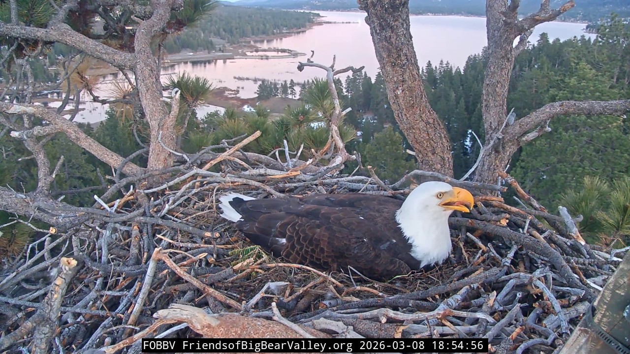 She's Tired But Won't Quit! 😰 Jackie Heavy Breathing - Takes Night Duty Anyway! | Big Bear Eagles