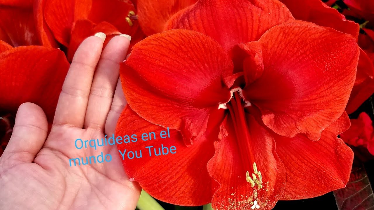 Elegante arreglo floral con plantas de bulbos aereas #Amaryllis ║Orquídeas en el mundo