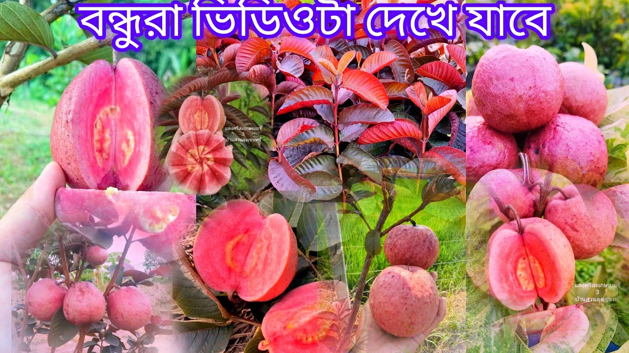 ব্ল্যাক ডায়মন্ড পেয়ারা ভিডিও খুব বেস্ট একটি পেয়ারা ভিডিওটা লাস্ট পর্যন্ত দেখবেন রিকুয়েস্ট করলাম
