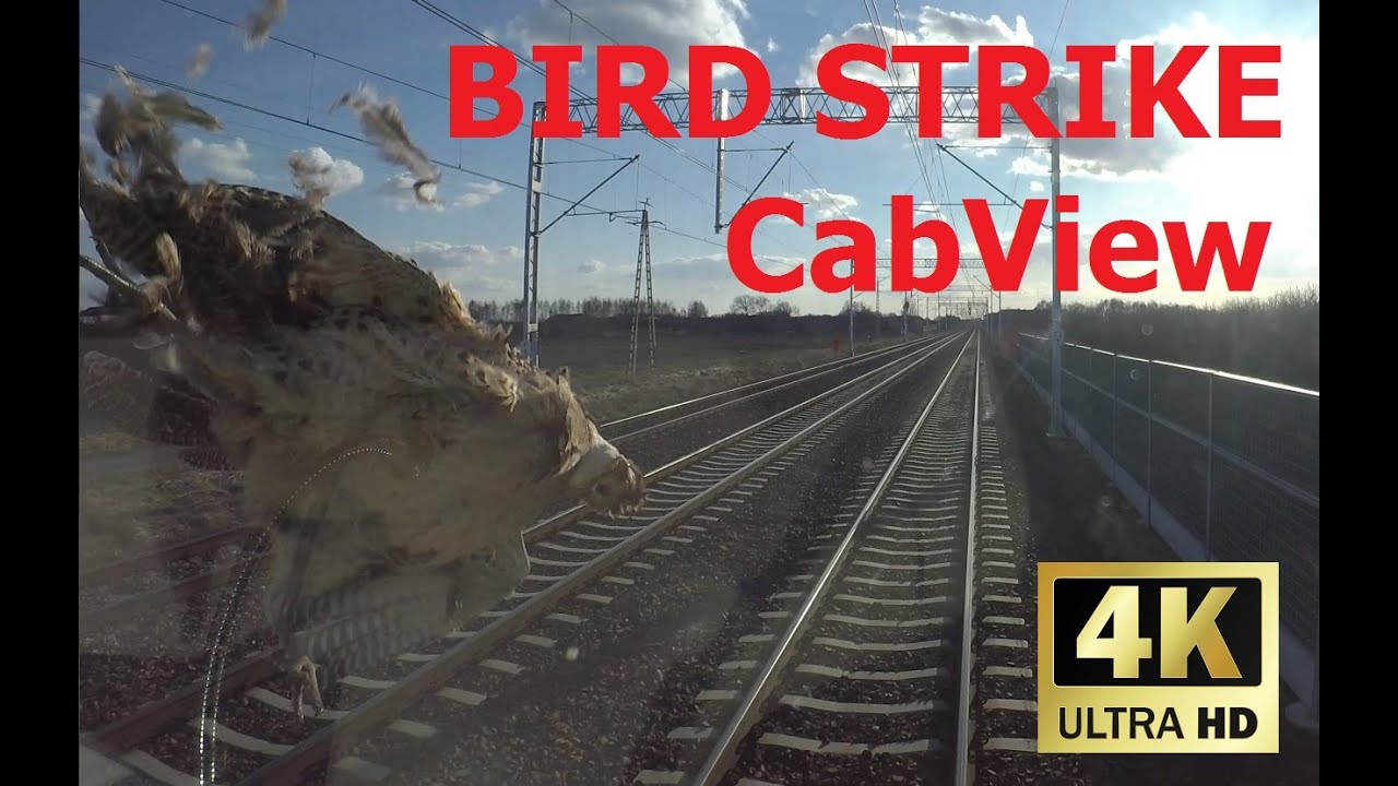 BIRD STRIKE 4K czoł&oacute;wka z ptakiem przy prędkości ponad 100km/h