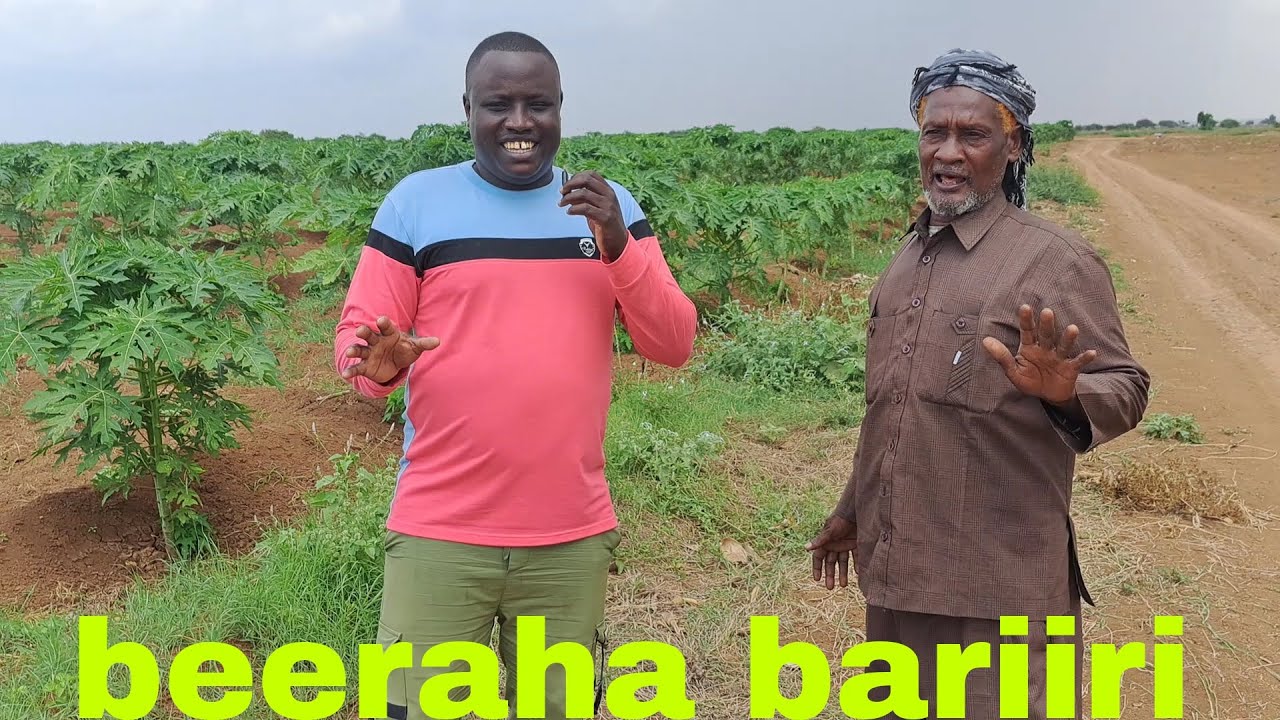 LII LIVE OO MARKALE DHUL BEERED KA TIIRSAAN AFGOYE IYO QIIMAHA LAGADAYO BEERAHA