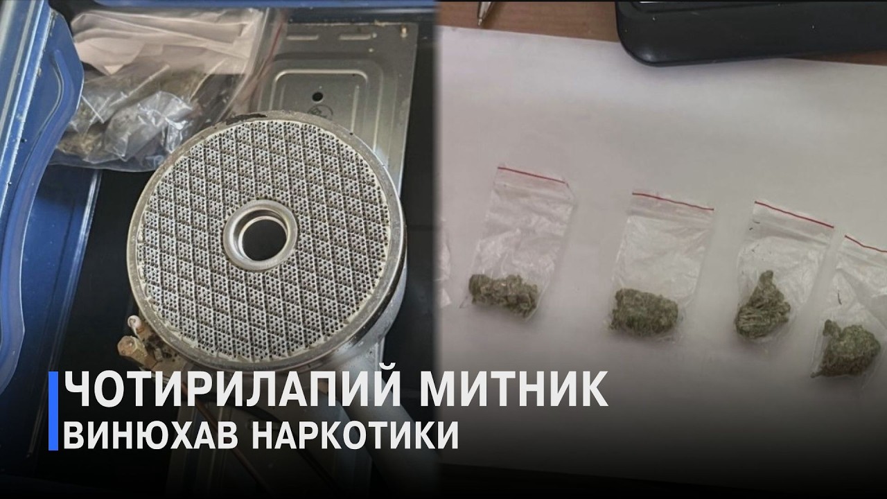 Канабіс у портативній плитці: на Волині службовий пес викрив спробу перевезення наркотиків