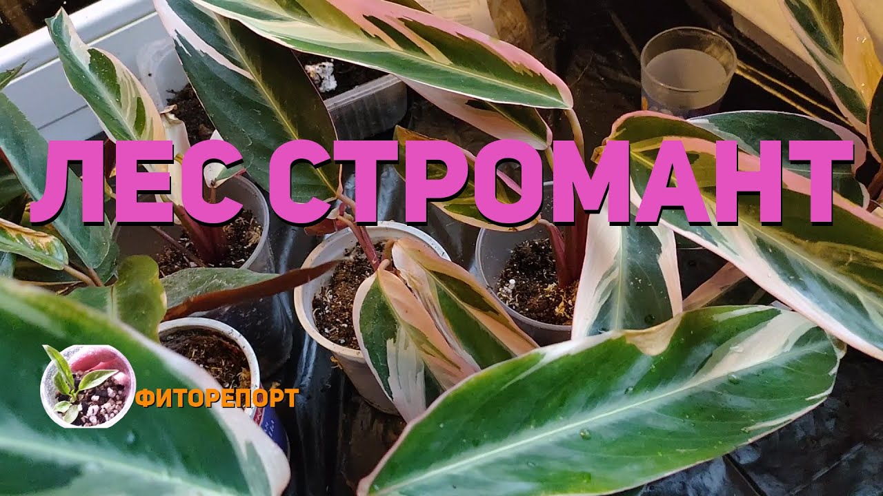 Лес Стромант (Forest Stromanthes)
