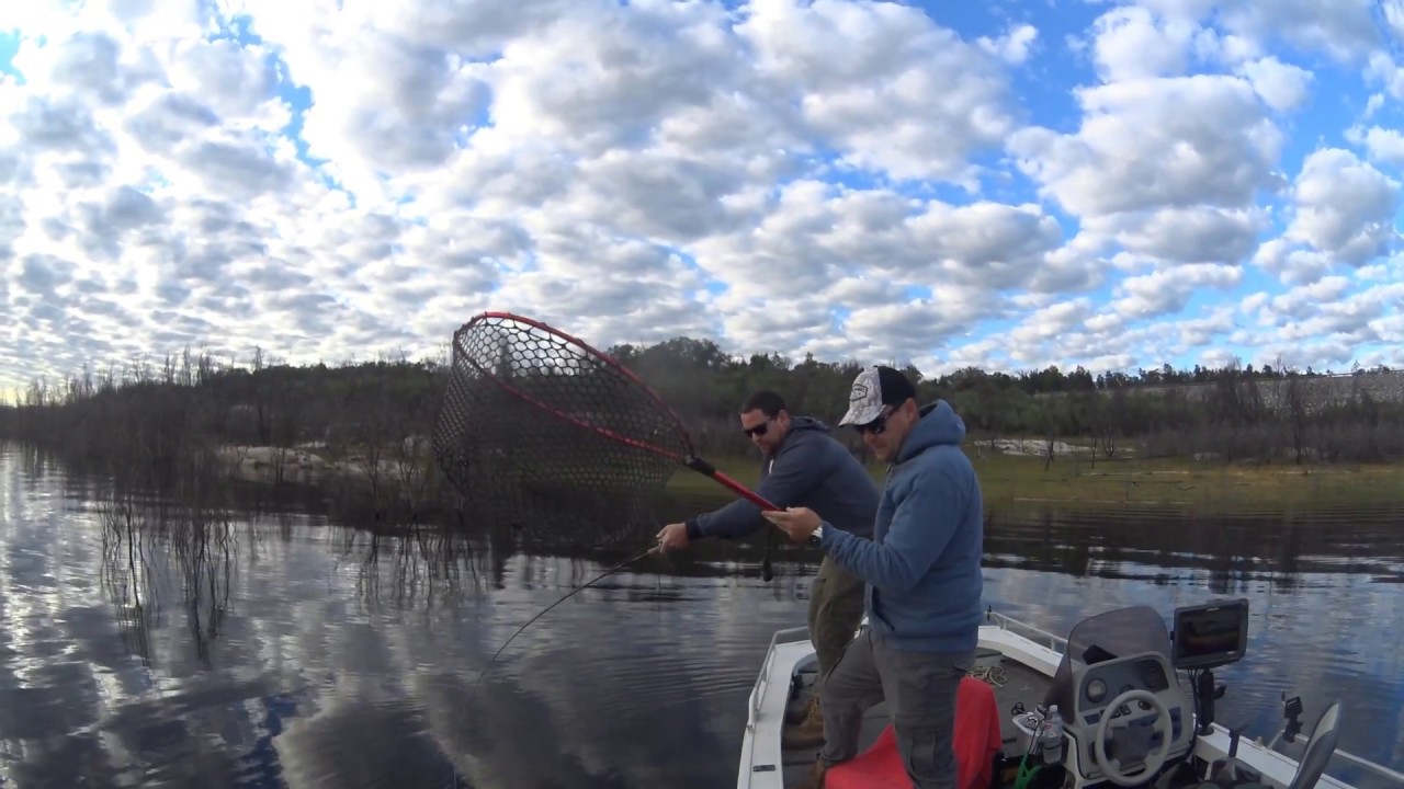 Copeton Dam Murray Cod on the surface