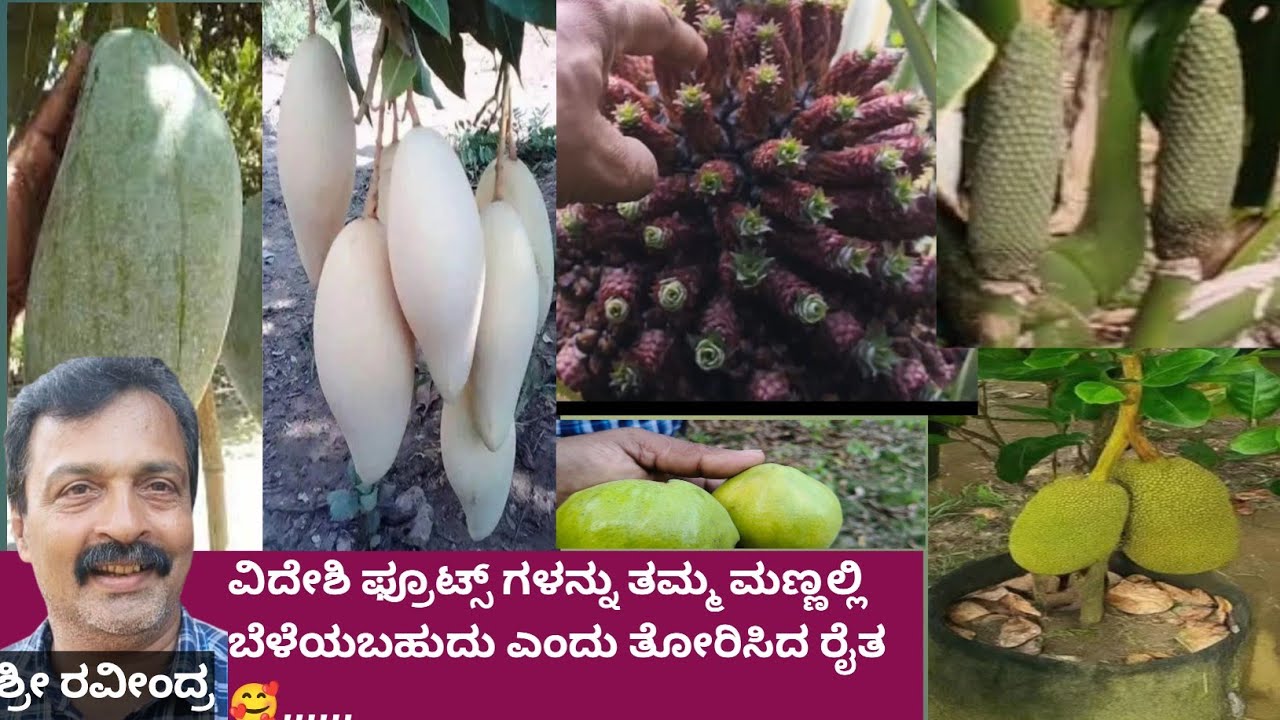 ಎಷ್ಟು ಖರ್ಚಾದರೂ ಪರವಾಗಿಲ್ಲ ನಮ್ಮ ಮಣ್ಣಲ್ಲಿ ವಿದೇಶಿ , ಹಣ್ಣು ಹಂಪಲುಗಳು ಬೆಳೆಯಬಹುದು ಎಂದು ಪಣತೊಟ್ಟ ರೈತರು 