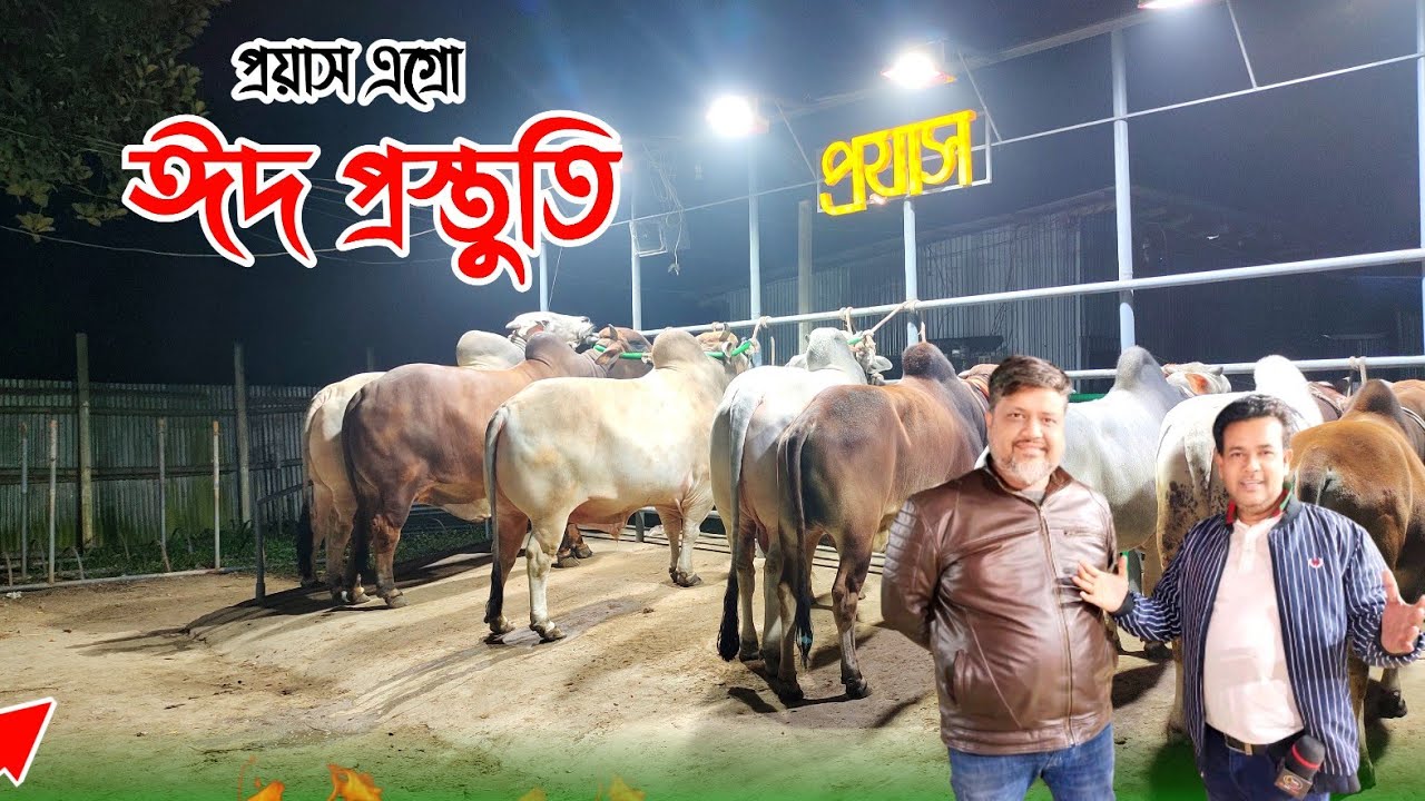 ৯০ থেকে ১৪ লাখের কুরবানির গরু প্রয়াস এগ্রো ফার্মে। prayas Agro farm ।Qurbani cow price 2024