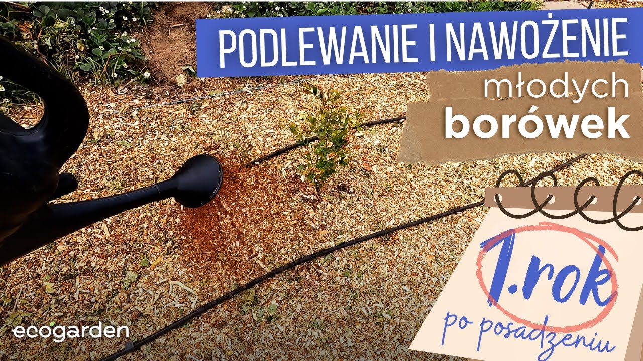 Podlewanie i nawożenie bor&oacute;wek w trakcie sezonu  |  1. rok po posadzeniu, uprawa hobby