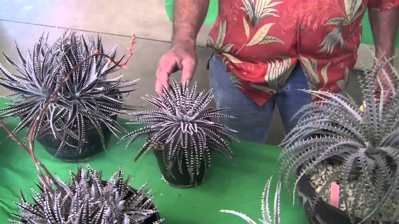Barry Landau's Tropical Planet - Dyckias With Steve Ball