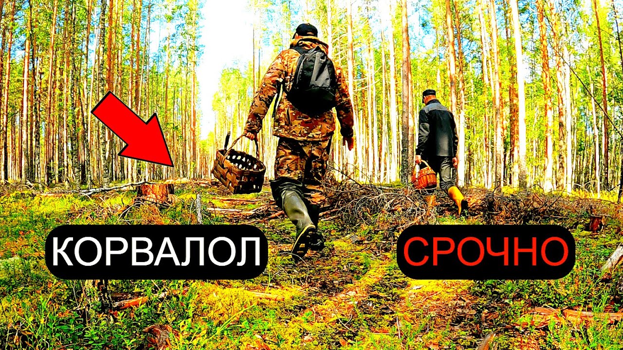 Без корвалола не смотреть! Грибники были в шоке когда увидели это Вырубленный грибной лес Грибы 2023