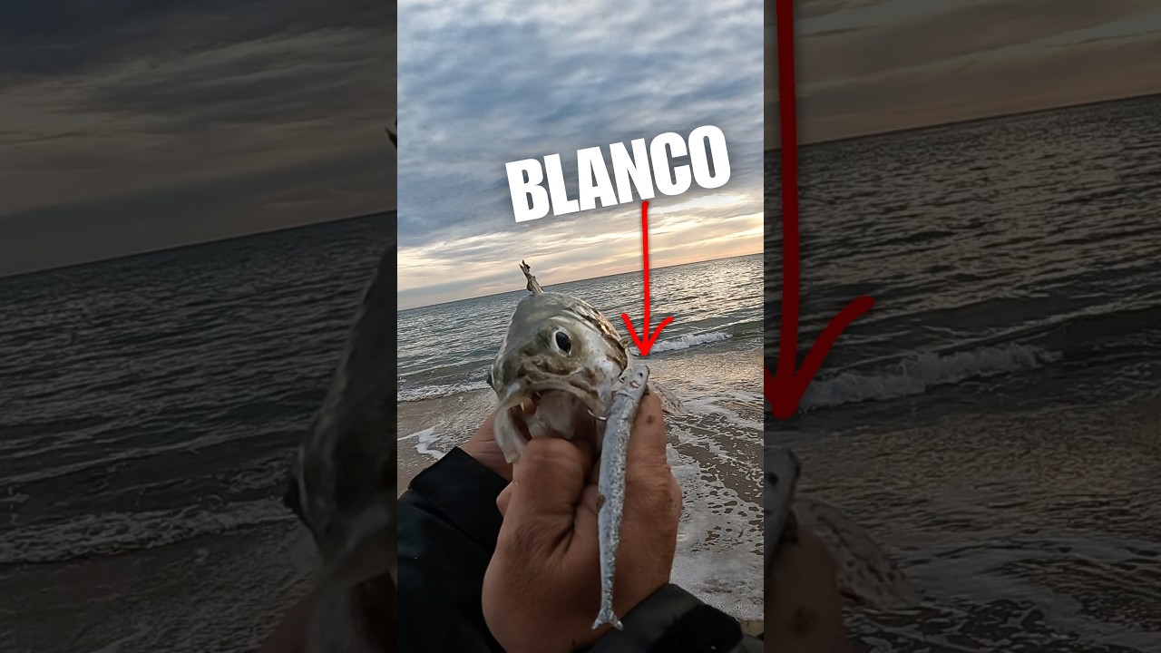 COLOR IDEAL! D&Iacute;A OSCURO al ATARDECER ! Preciosa CAPTURA🌥️🎣 #se&ntilde;uelosdepesca #spinning #atardecer