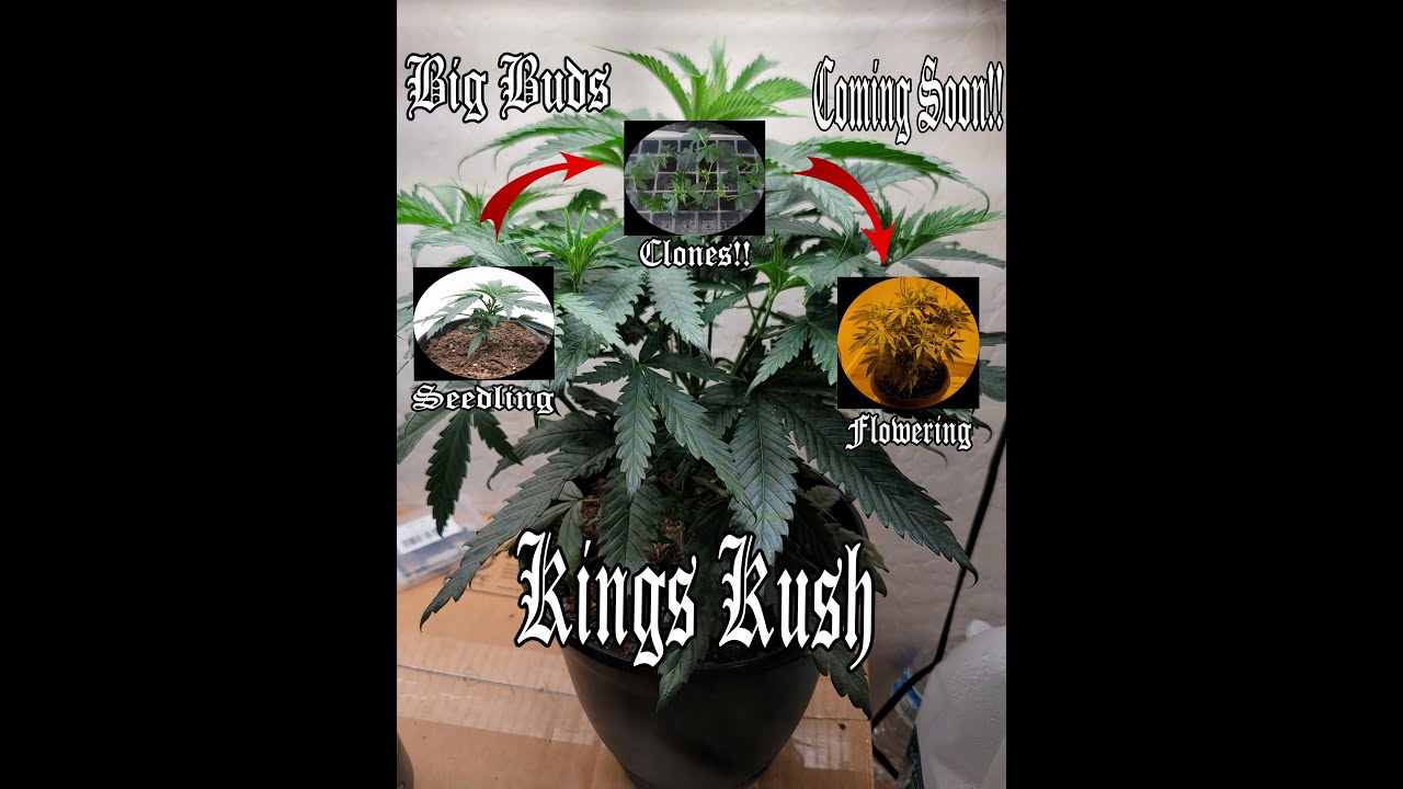 Kings Kush Grow vlog