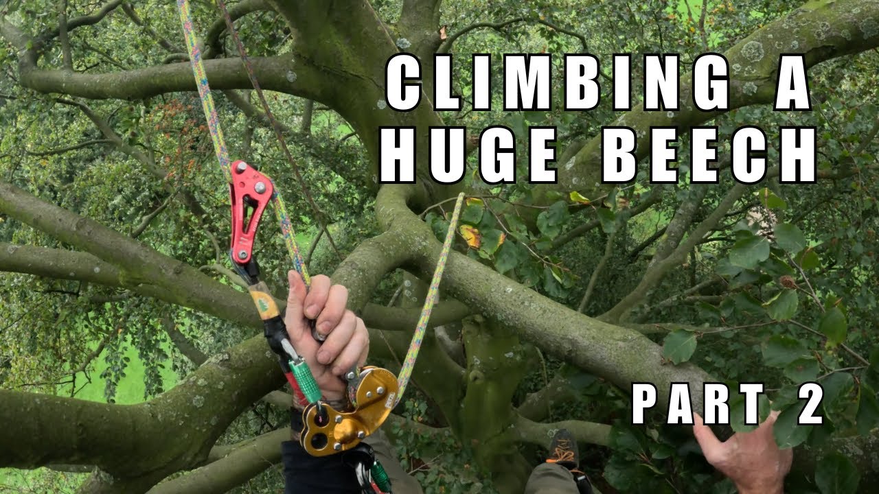 Climbing a huge beech - part 2 (SRT climbing with zigzag & rope wrench)