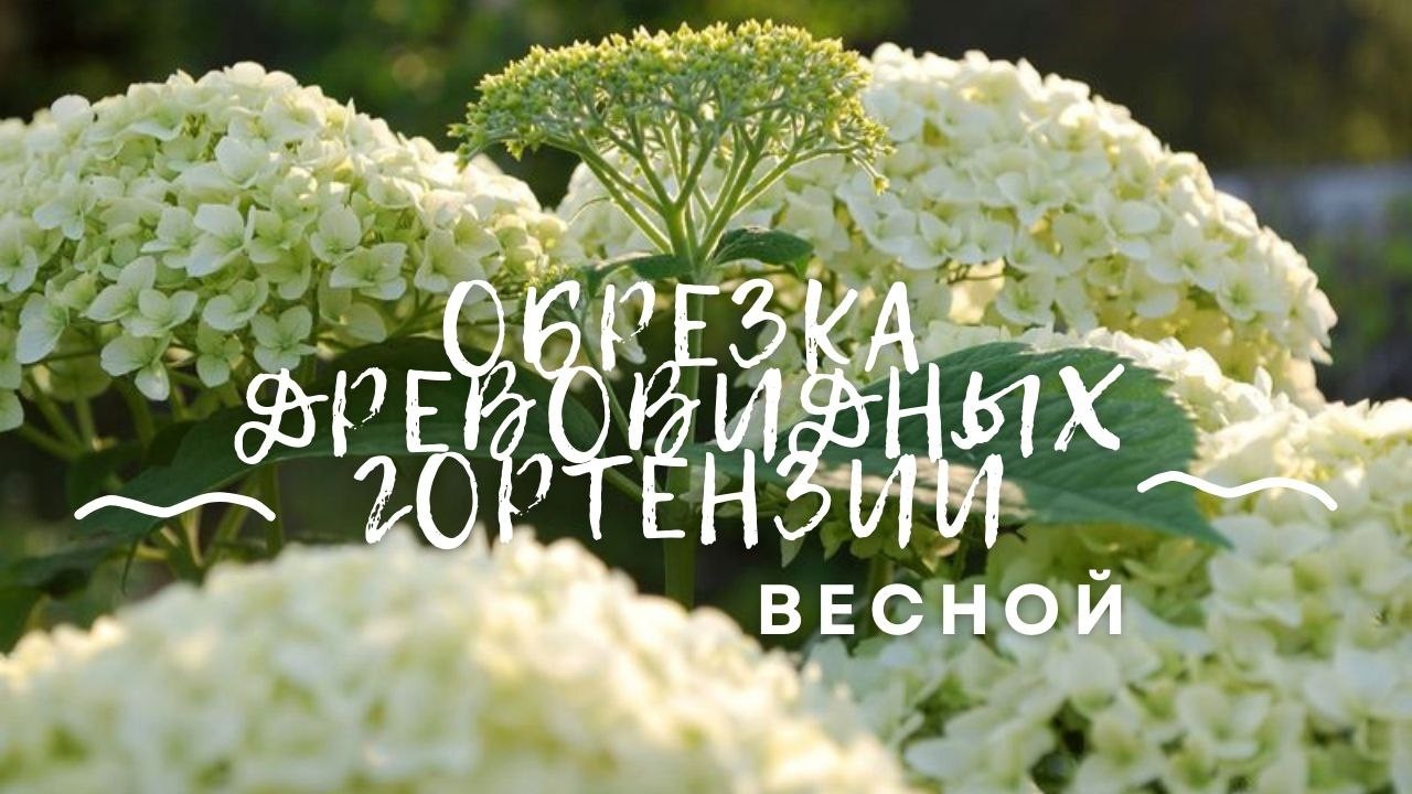 Обрезка древовидной гортензии весной
